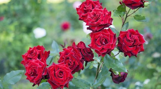 Rosen düngen im August, um sie für den Winter zu stärken