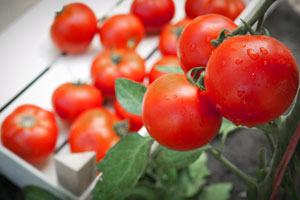Tipps für die richtige Pflege Ihrer Tomaten-Pflanzen