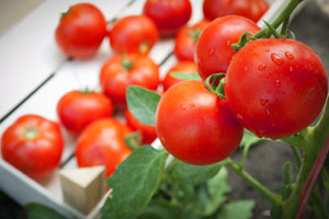 Tipps für die richtige Pflege Ihrer Tomaten