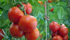 Tipps für Tomaten-Pflanzen aus dem eigenen Biogarten