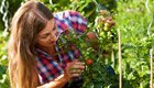 Tomaten-Pflanzen im Naturgarten: Wann und wie Sie am besten säen