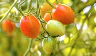 Grüne Tomaten nachreifen: So einfach werden sie schneller rot
