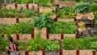 Urban Gardening: Was ist dran an der Lust zum Gärtnern in der Stadt?