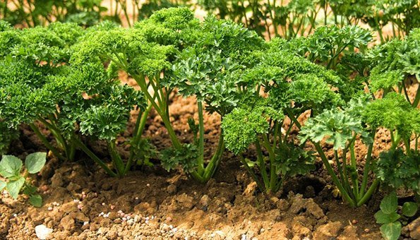 Petersilie: So pflanzen und pflegen Sie das gesunde Kraut