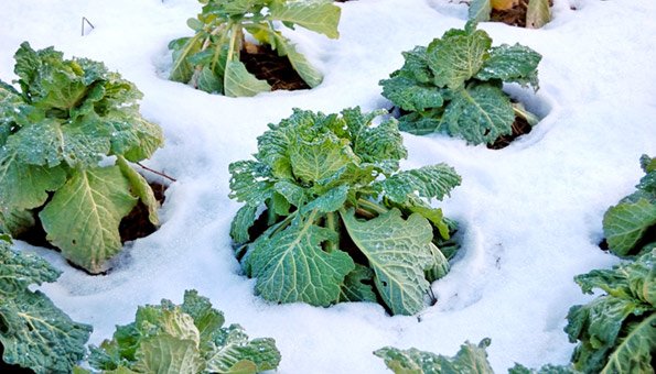 Winterfestes Gemüse: Auch in der kalten Jahreszeit Frisches aus dem Garten geniessen
