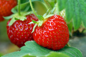 Pflanzen bis Pflegen: Wie Ihre Erdbeeren am besten wachsen