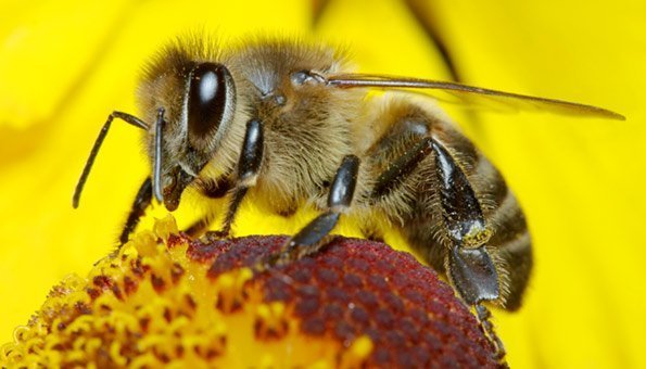 Wildbienen sind gefährdet: Einfache Massnahmen für den Arterhalt