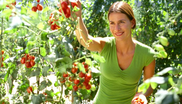 Farmers» ernten ihre Tomaten aus dem eigenen Bio-Garten auf dem 