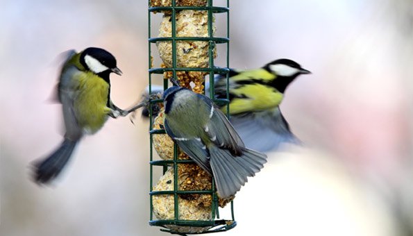 drei Vögel fliegen um ein hängendes Gitter mit Futter drin
