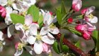 Natürliche Heilmittel: Bachblüten sollen die Psyche wieder ins Gleichgewicht bringen