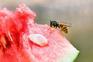 Was tun bei einem Wespenstich? Diese Tipps und Hausmittel helfen