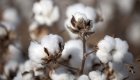 Pestizide in der Baumwolle: Warum Öko-Kleidung einfach besser ist