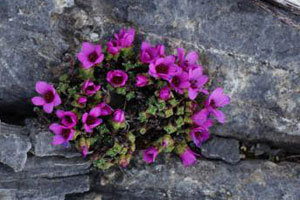 Farbtupfer zwischen Felsen: Die schönsten Alpenblumen
