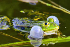 Gut getarnt und doch gefährdet: Amphibien in der Schweiz