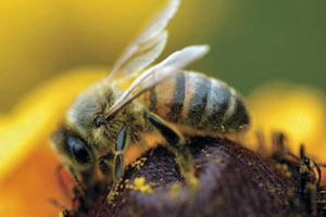Hätten Sie's gewusst? Diese Bienenarten leben in der Schweiz