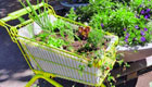 Urban Gardening in Bern: Tramdepot liefert knackiges Gemüse