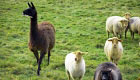 Schweiz trifft Südamerika: Warum Lamas Schweizer Schafe schützen