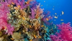 Korallenriffe und die Bedrohung eines einmaligen Lebensraums