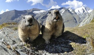 Kleine Nager in luftigen Höhen: So leben Murmeltiere in der Schweiz