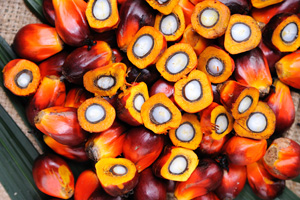 Besserer Palmöl-Standard – warum wir trotzdem verzichten