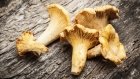 Trend Pilze sammeln: Warum das Pilze bestimmen so wichtig ist