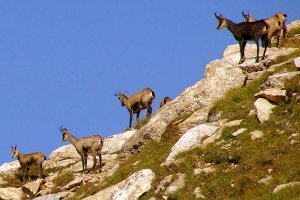 Unberührte Natur im einzigen Schweizer Nationalpark Zernez