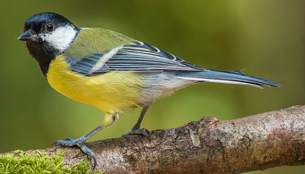 Singvögel in der Schweiz: Welche es gibt und was sie ausmacht