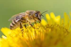 Glyphosat soll mitverantwortlich am Bienensterben sein