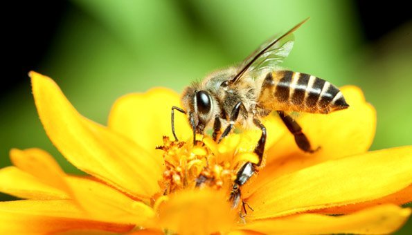 Honigbienenarten
