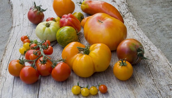 NachhaltiglebenStadt-Tomaten selber pflanzen: Jetzt kostenlos Samen bestellen 
