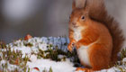 Eichhörnchen im Winter: Hilft ihnen die Fütterung im Garten?