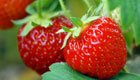 Für Garten und Balkon: Ganz einfach Erdbeeren selber pflanzen