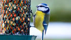 Vögel füttern im Winter: Ganz einfach Vogelfutter selber machen