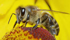 Wie jeder Wildbienen das (Über-)Leben leichter machen kann