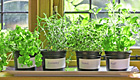 Der Indoor-Garten: Wie die Fensterbank zum Minigarten wird