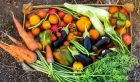 Verein «Grassrooted» lanciert Gemüse-Abo gegen Food Waste