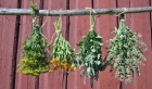 Frisch aus dem Garten: Aromatische Kräuter trocknen und bevorraten