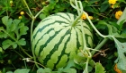 Melonen pflanzen: So ziehen Sie die aromatischen Früchte im Garten