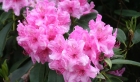 Für volle Blütenpracht: Rhododendron richtig schneiden und pflegen