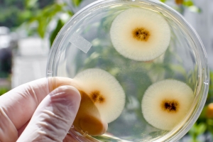 Pilze als Umweltschützer: Vielseitig einsetzbare Mikroorganismen