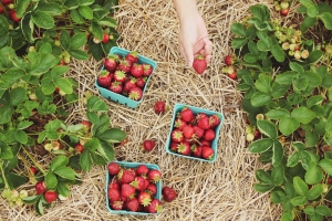 Auf diesen Feldern in der Schweiz pflückst du Erdbeeren selber