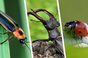 Welcher Käfer tickt gleich wie du?
