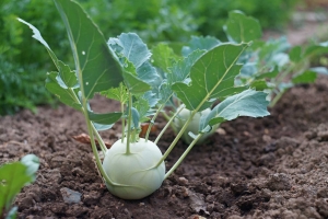 Kohlrabi nachhaltig im eigenen Garten anbauen
