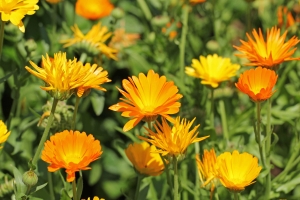 Ringelblume nachhaltig im eigenen Garten anbauen
