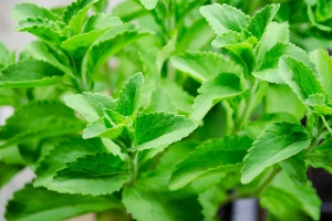 Stevia nachhaltig im eigenen Garten anbauen