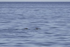 Der kleinste Wal der Welt kämpft ums Überleben