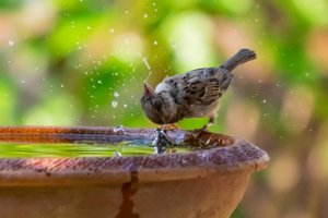 Gutes tun: Wie du Vögeln bei Hitze helfen kannst