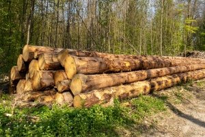 Steigende Holzpreise beflügeln die Schweizer Holzernte 