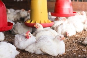 Schutzmassnahmen gegen die Vogelgrippe verlängert