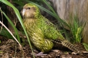 Neuseelands seltenster Papagei kehrt auf das Festland zurück 